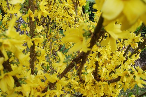 Forsythien gelb blühende Zweige